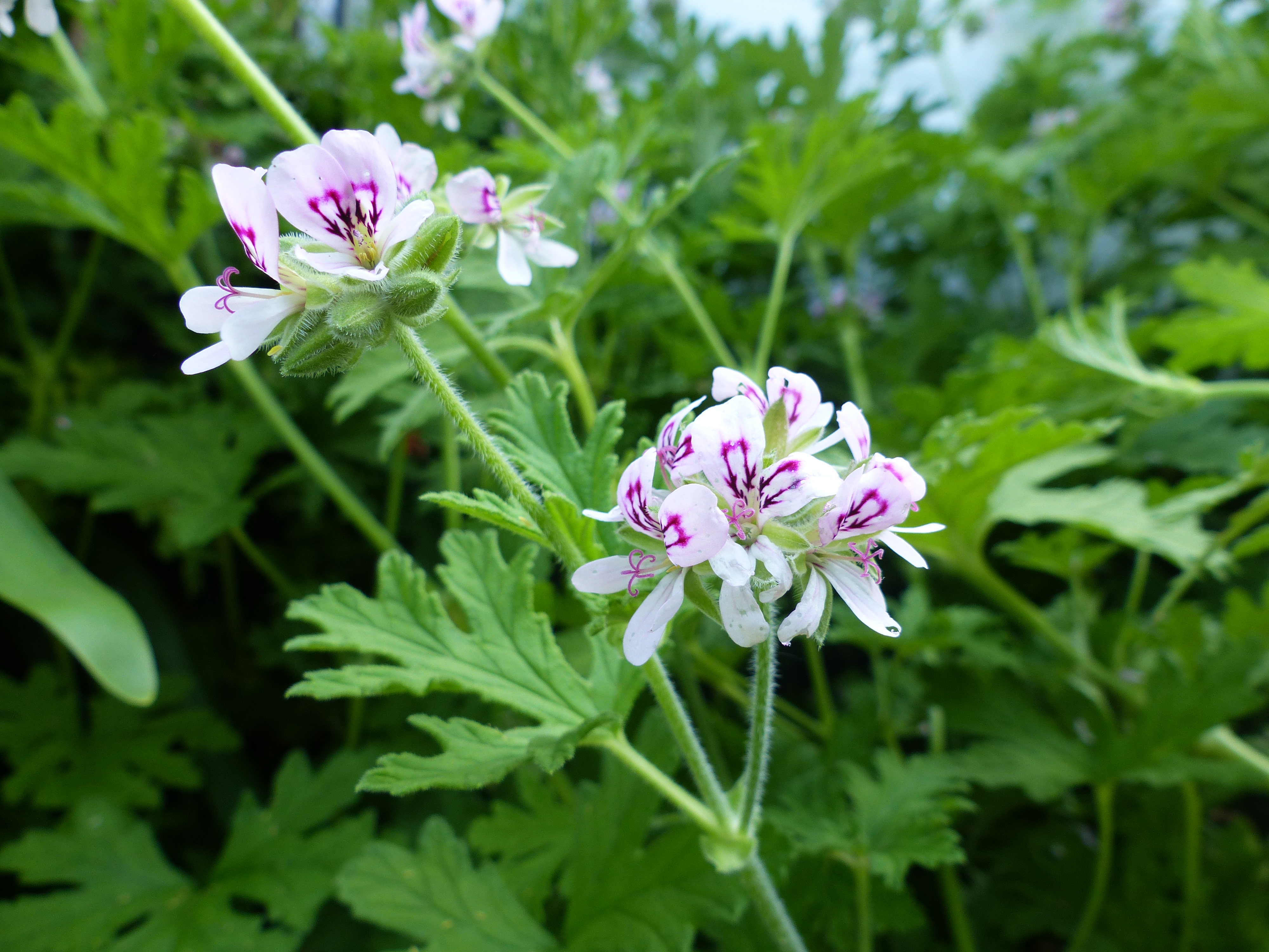 florinum,plantes médicinales,eaux florales,hydrolats,plouguerneau,finistère,bretagne 6