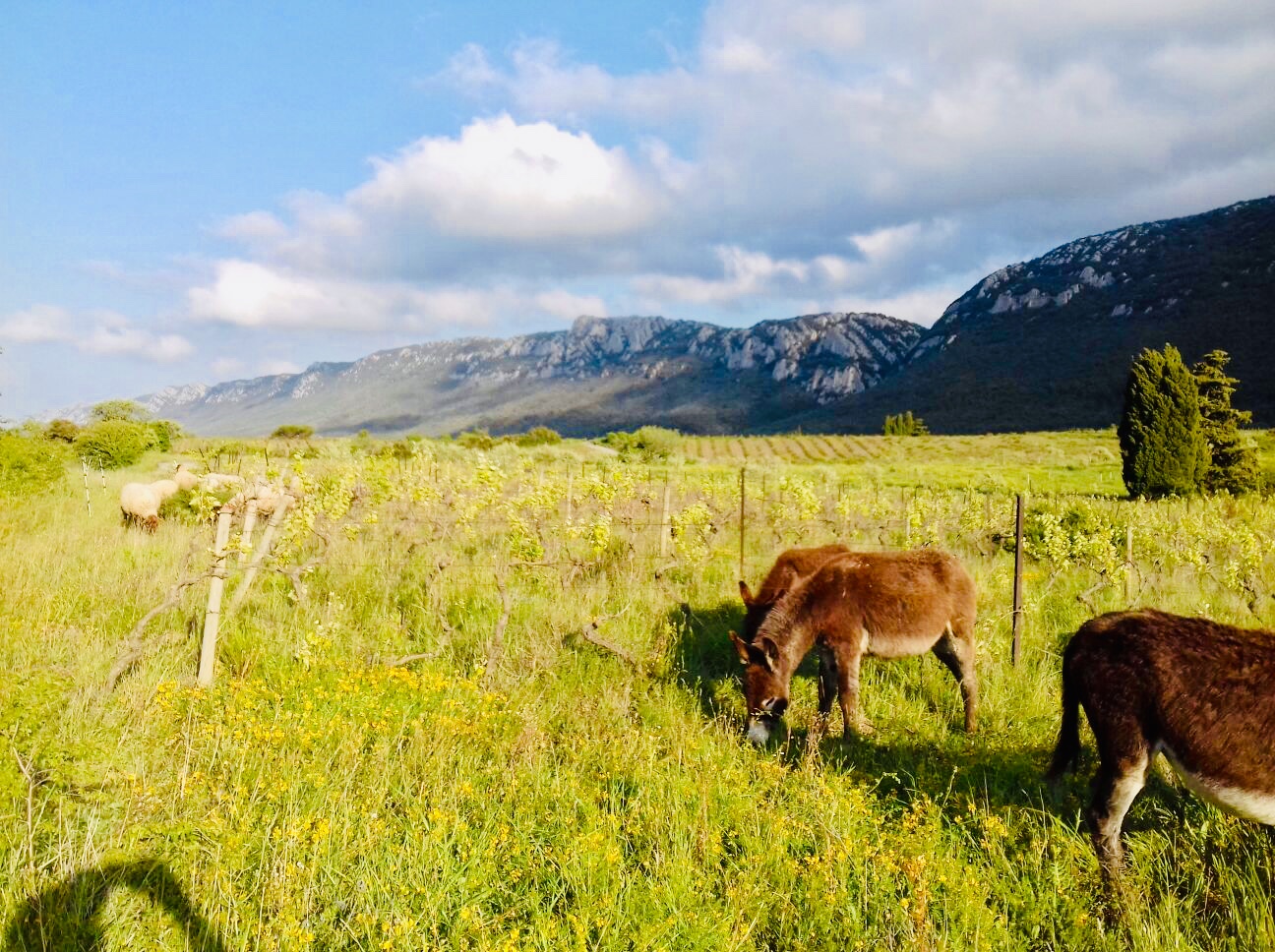 98a63b37 dfe5 4579 a8c4 afffbe8ba8e0