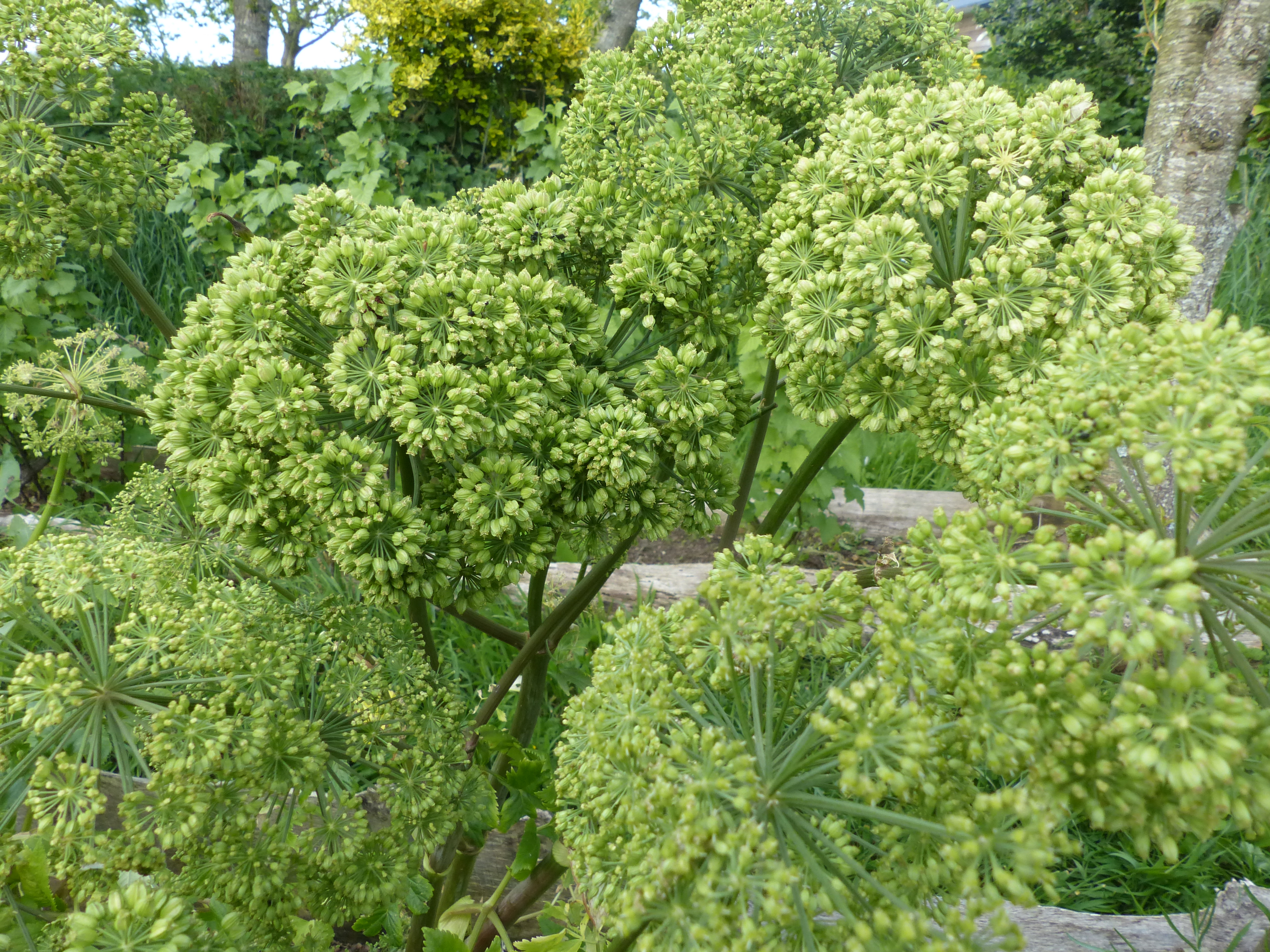 florinum,plantes médicinales,eaux florales,hydrolats,plouguerneau,finistère,bretagne 7
