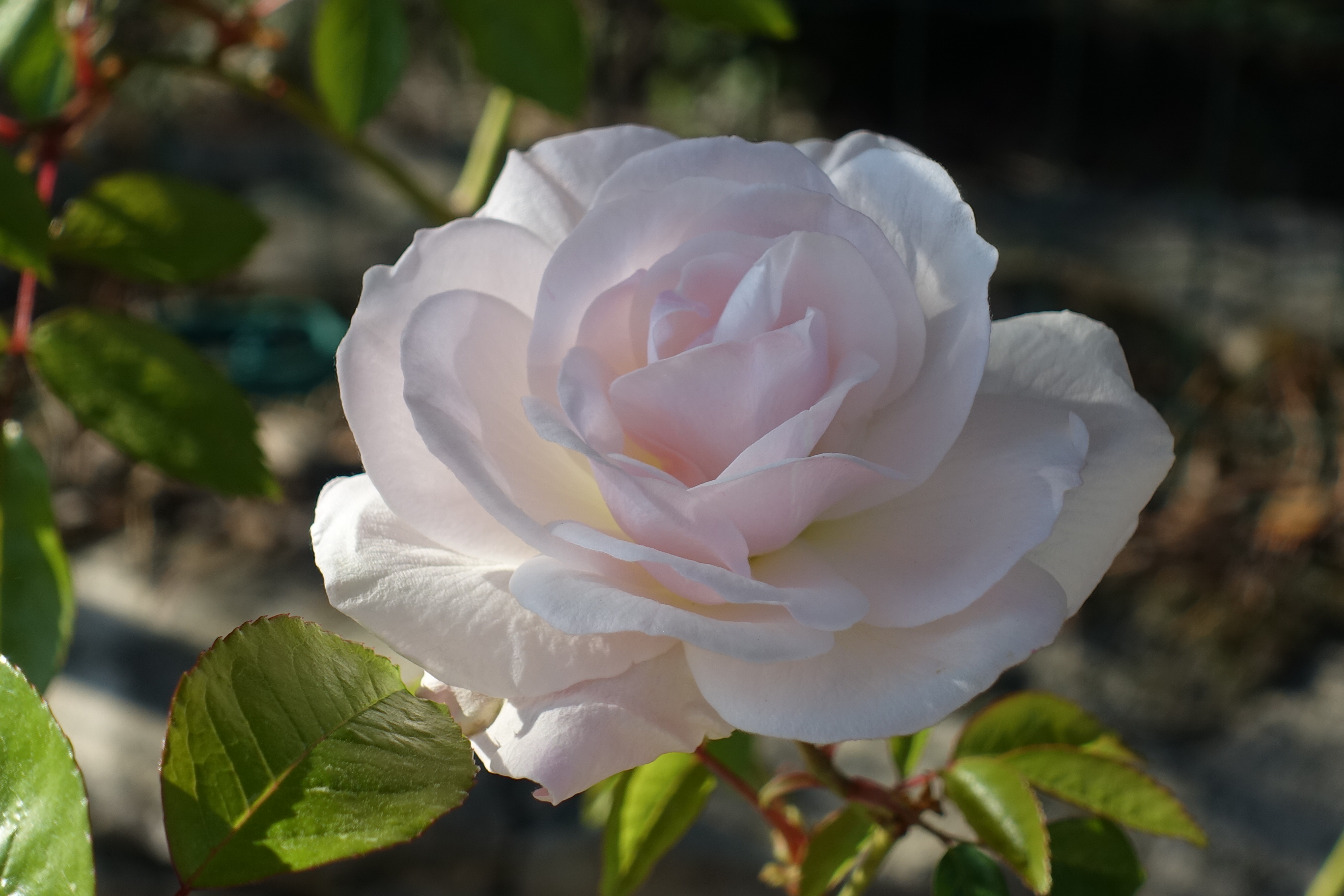 Dsc02217