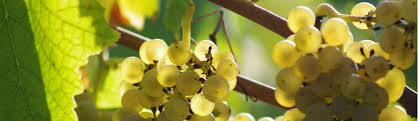 Photo raisin