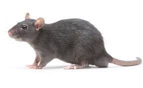 Rat 1