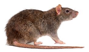 Rat 2