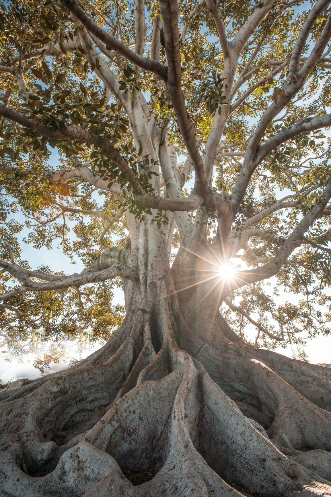 Roots 2 jeremy bishop unsplash