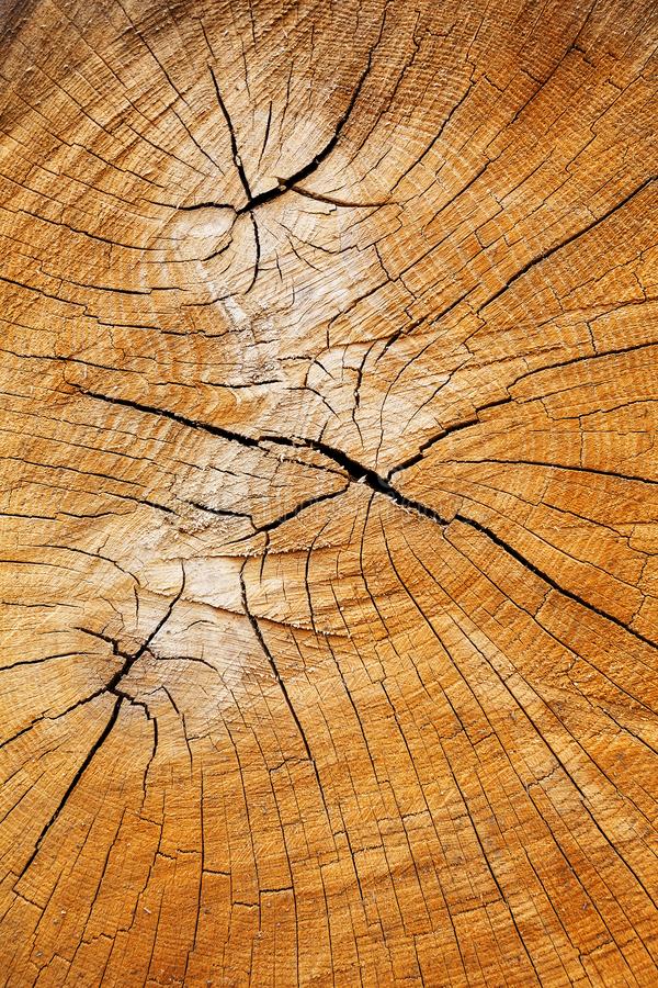 Le troncon d un arbre abattu une coupe du tronc avec les anneaux annuels et fissures la texture scie pleine page 151797688