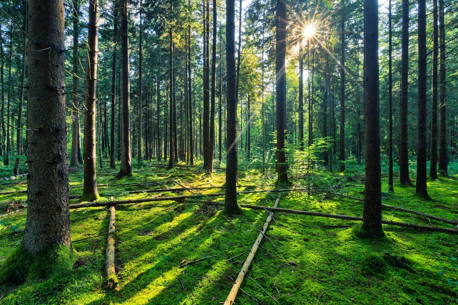 Fairytale forest sunburst in natural spruce woods 1337721