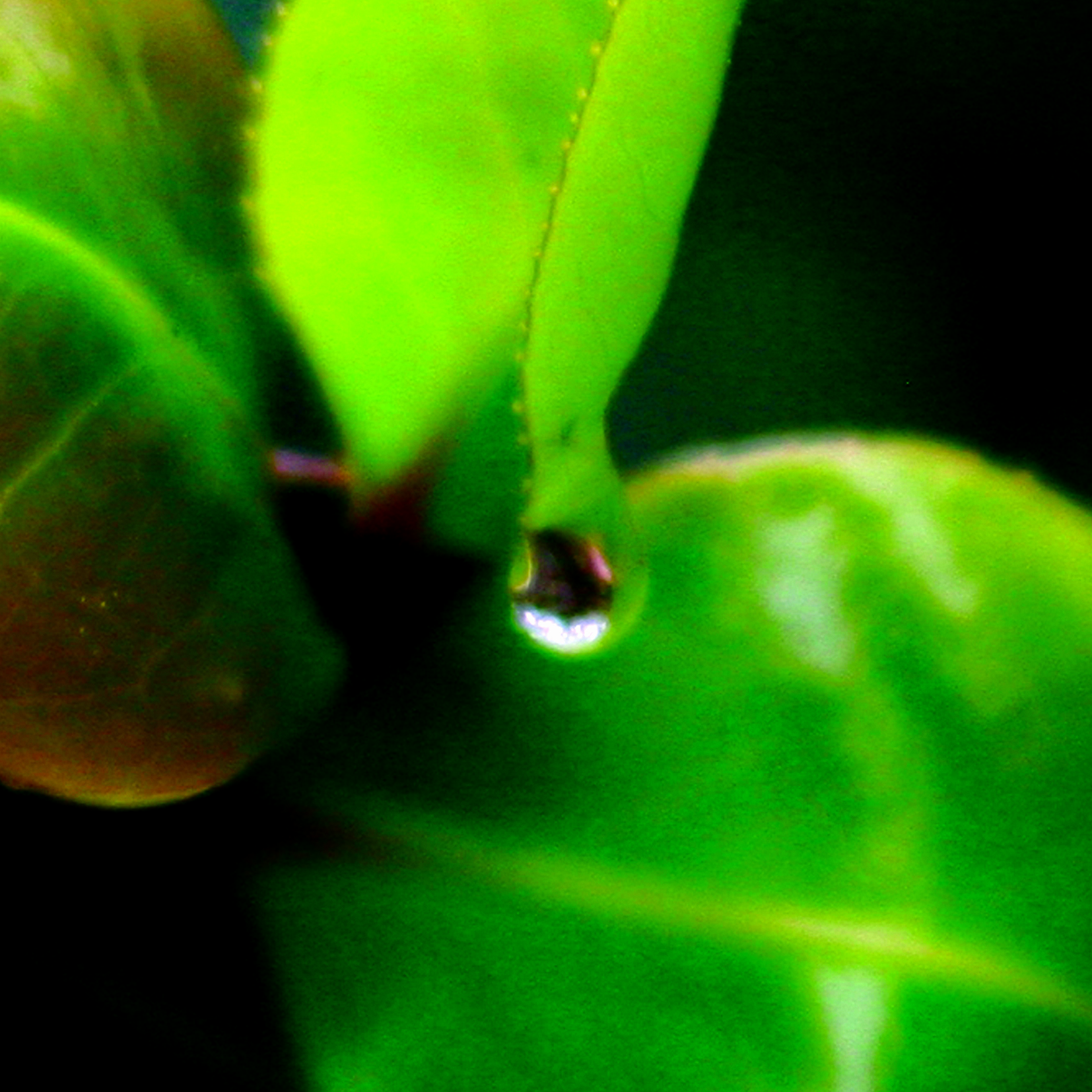Goutte 1