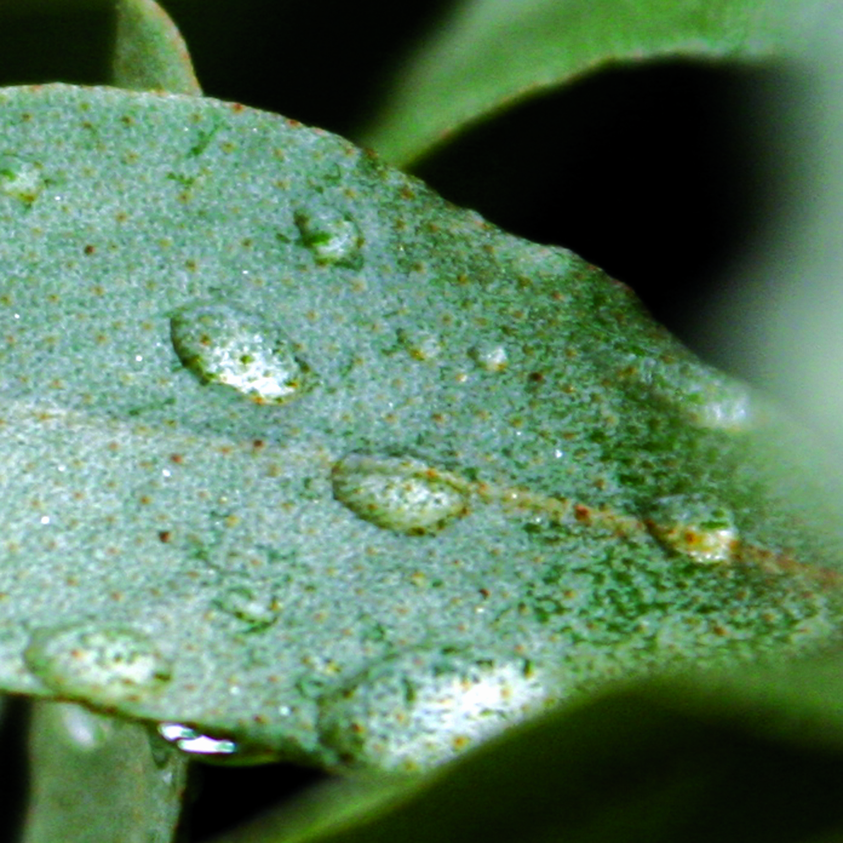 Goutte 8