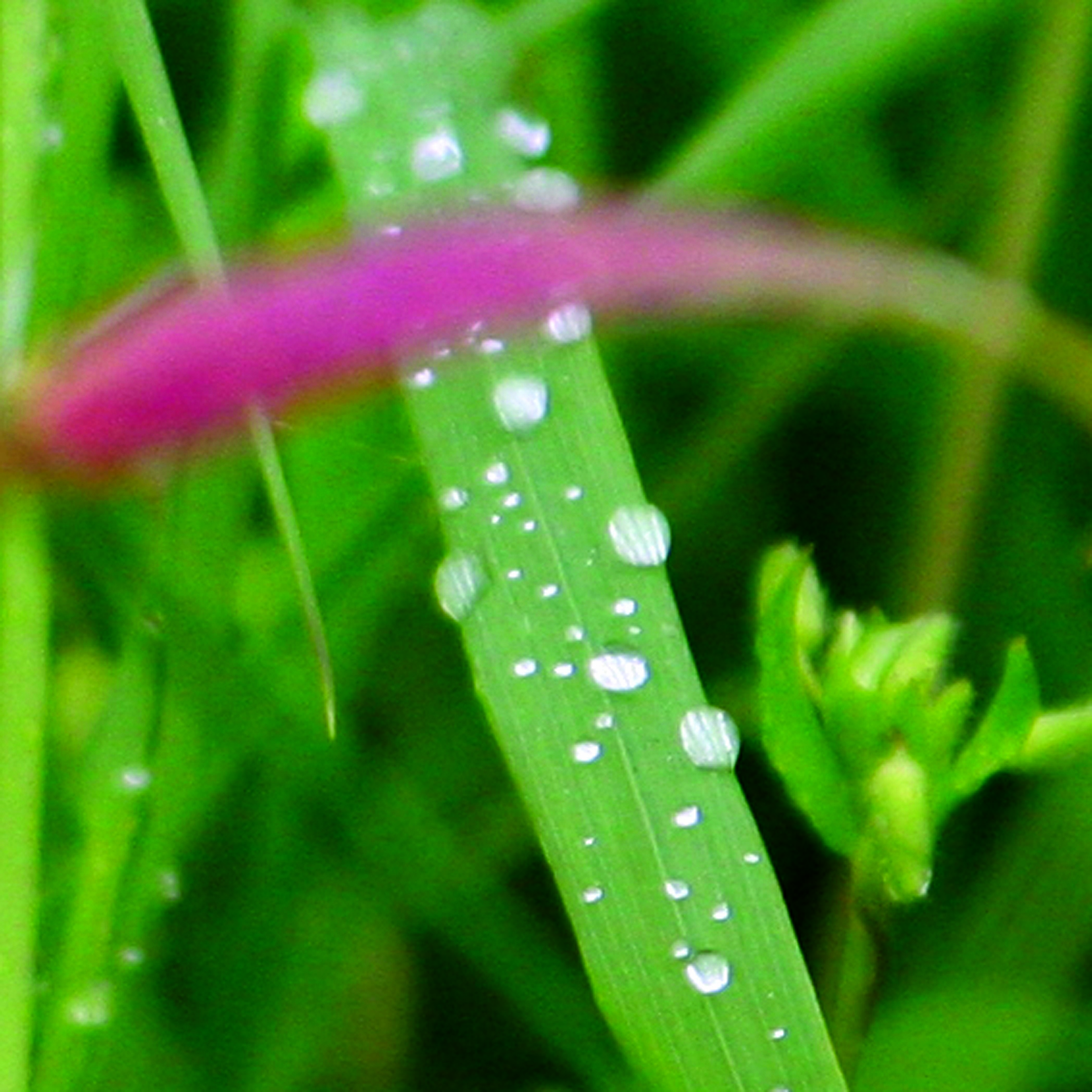 Goutte10