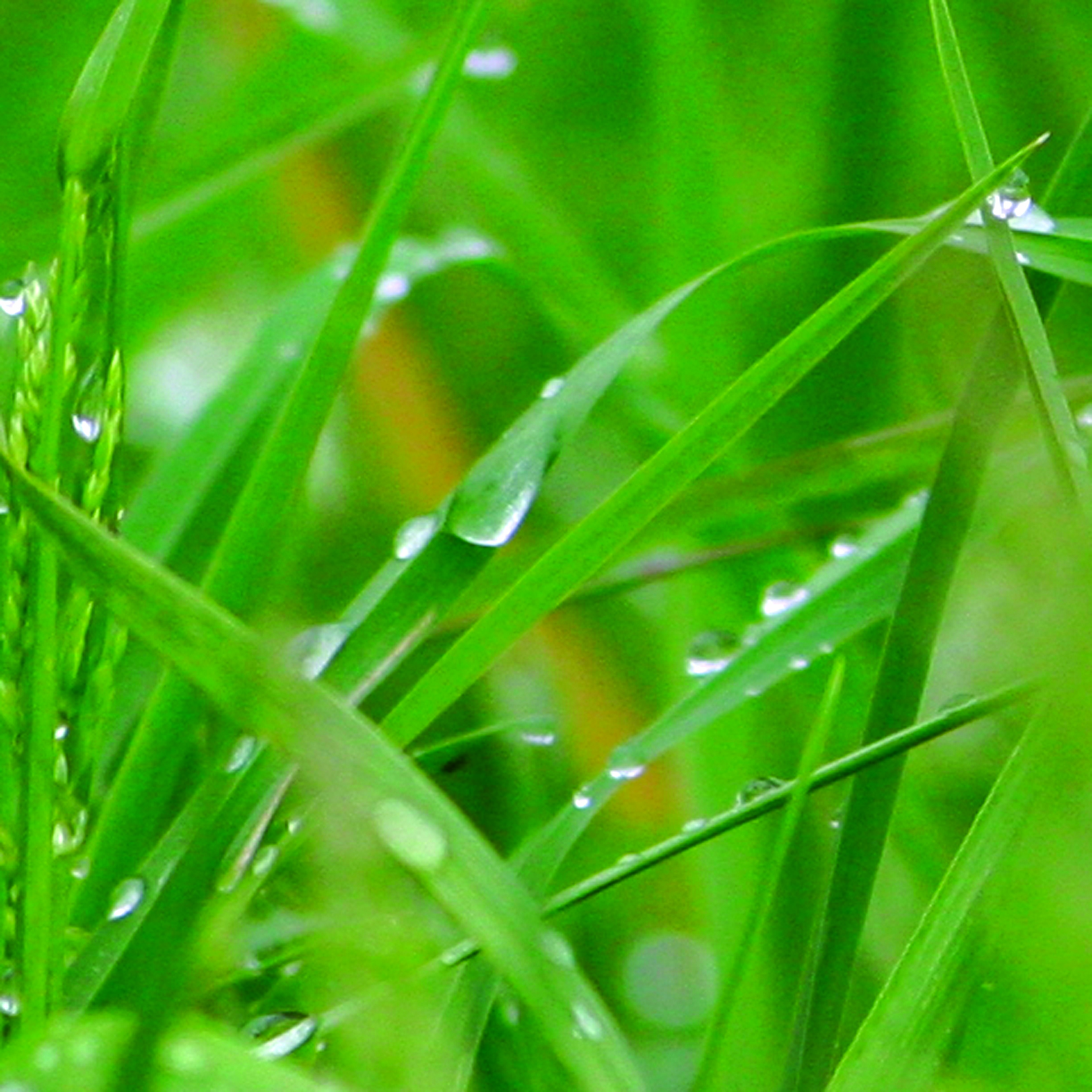 Goutte11