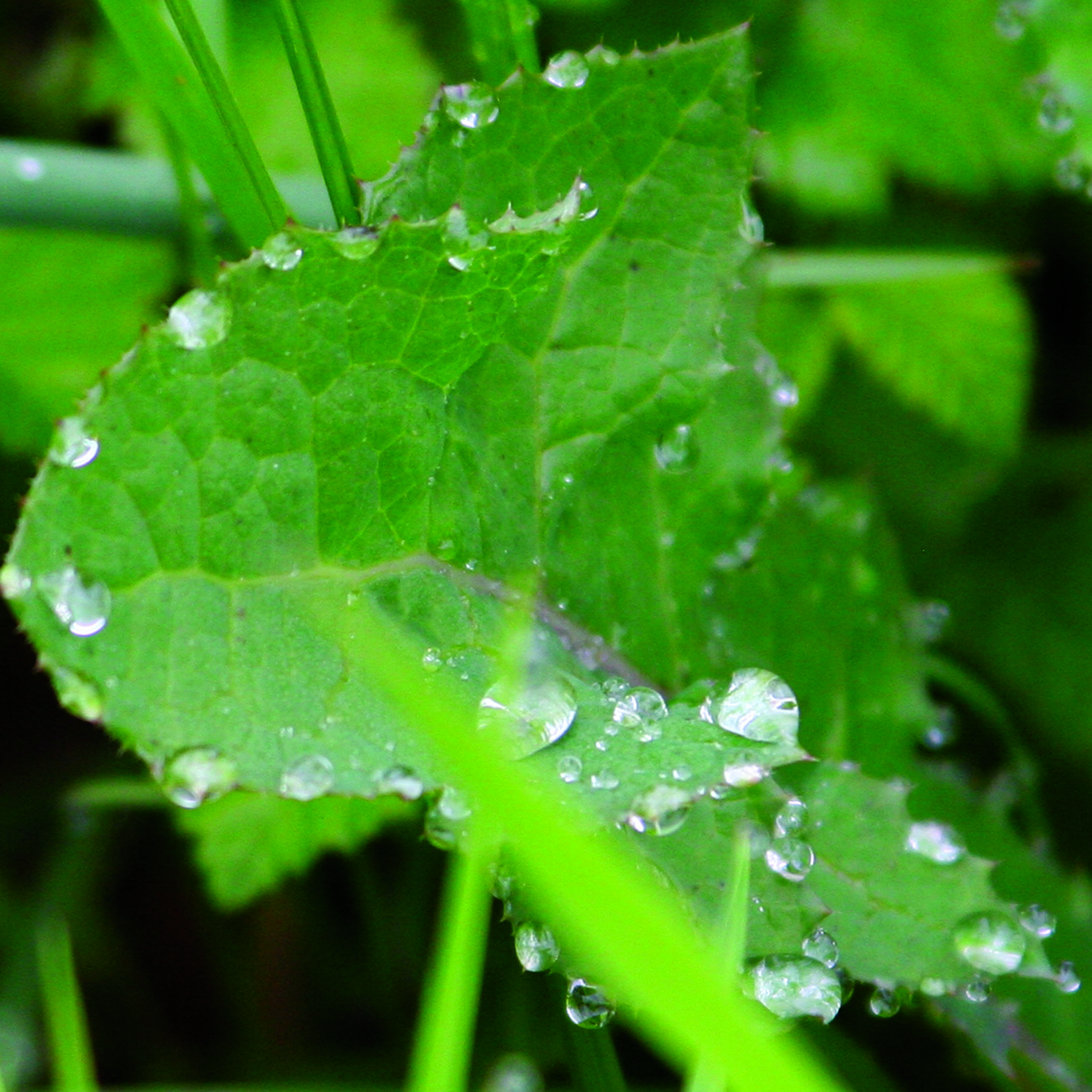 Goutte15