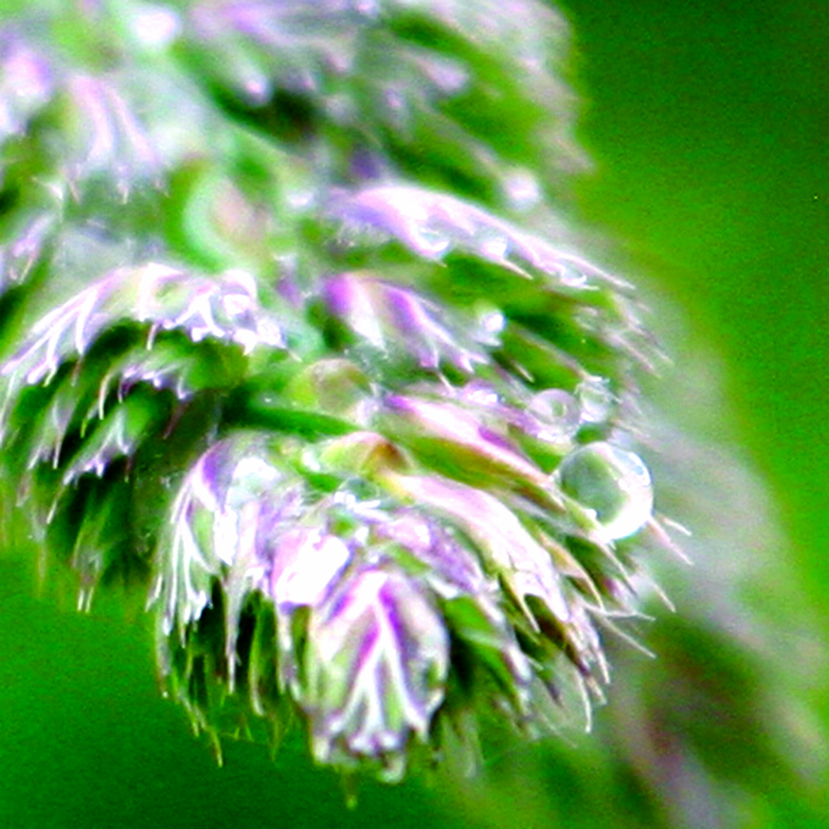 Goutte17