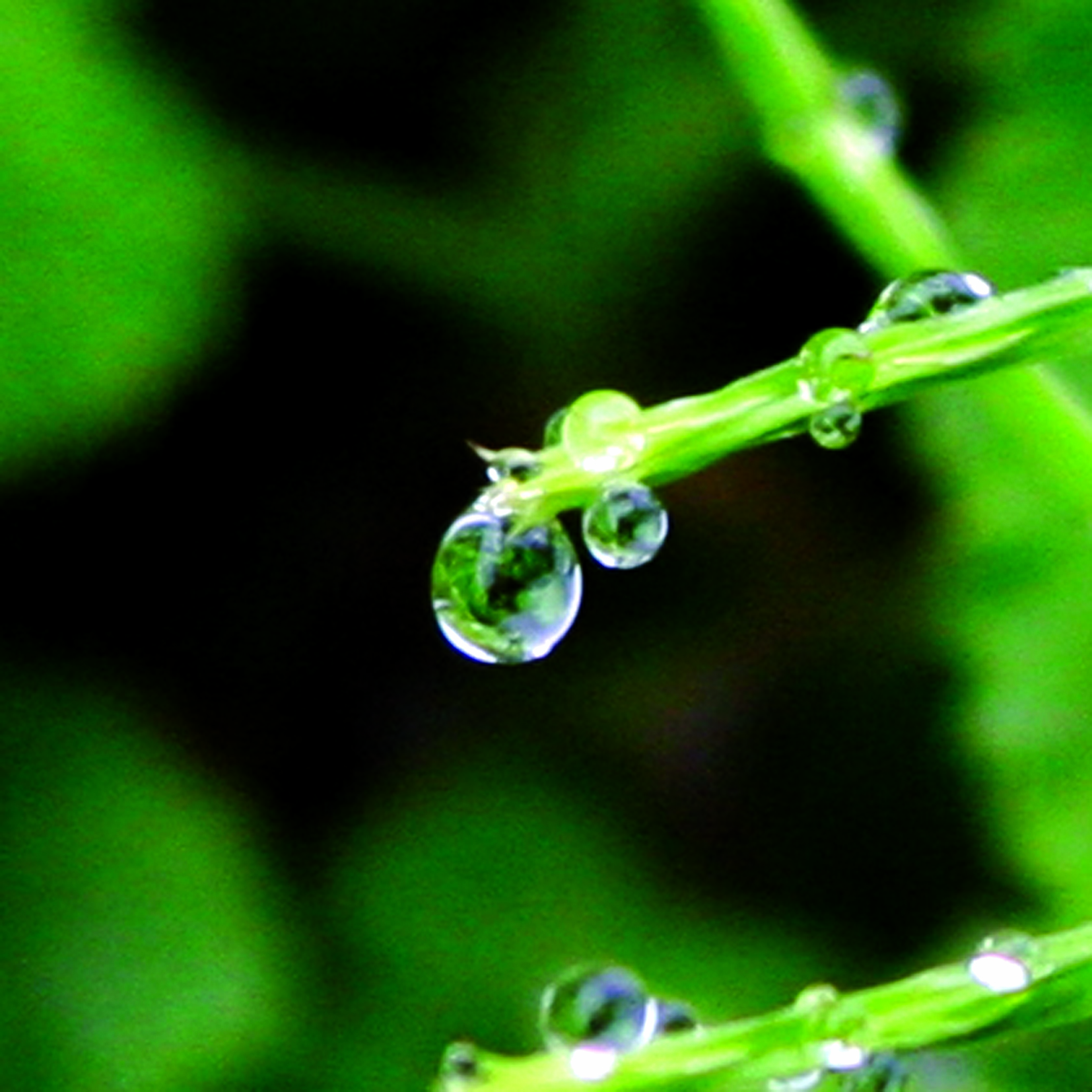 Goutte20
