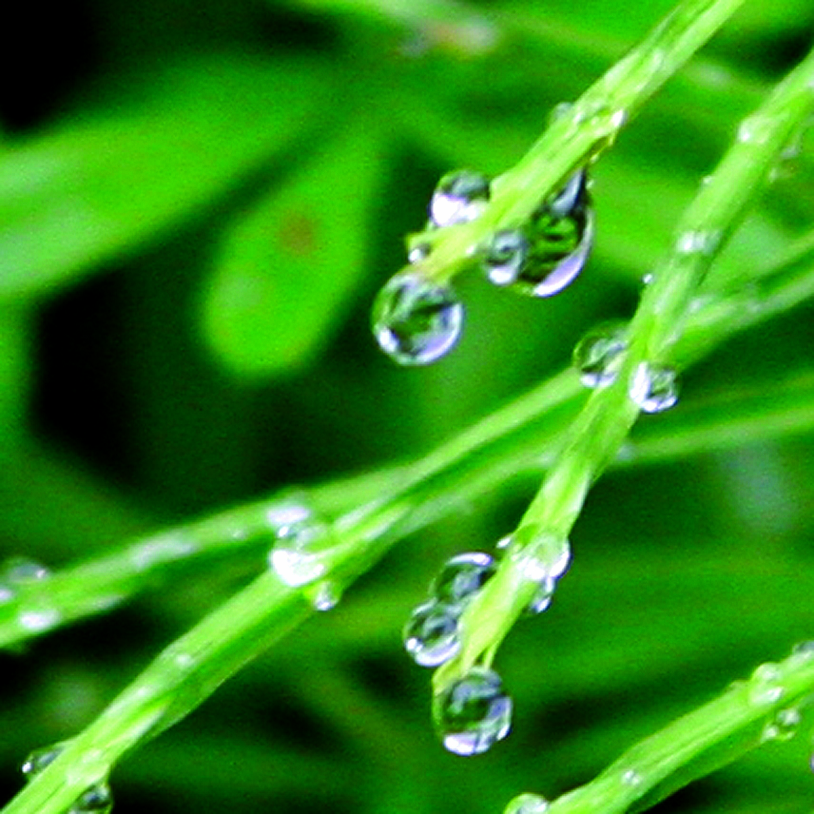 Goutte21