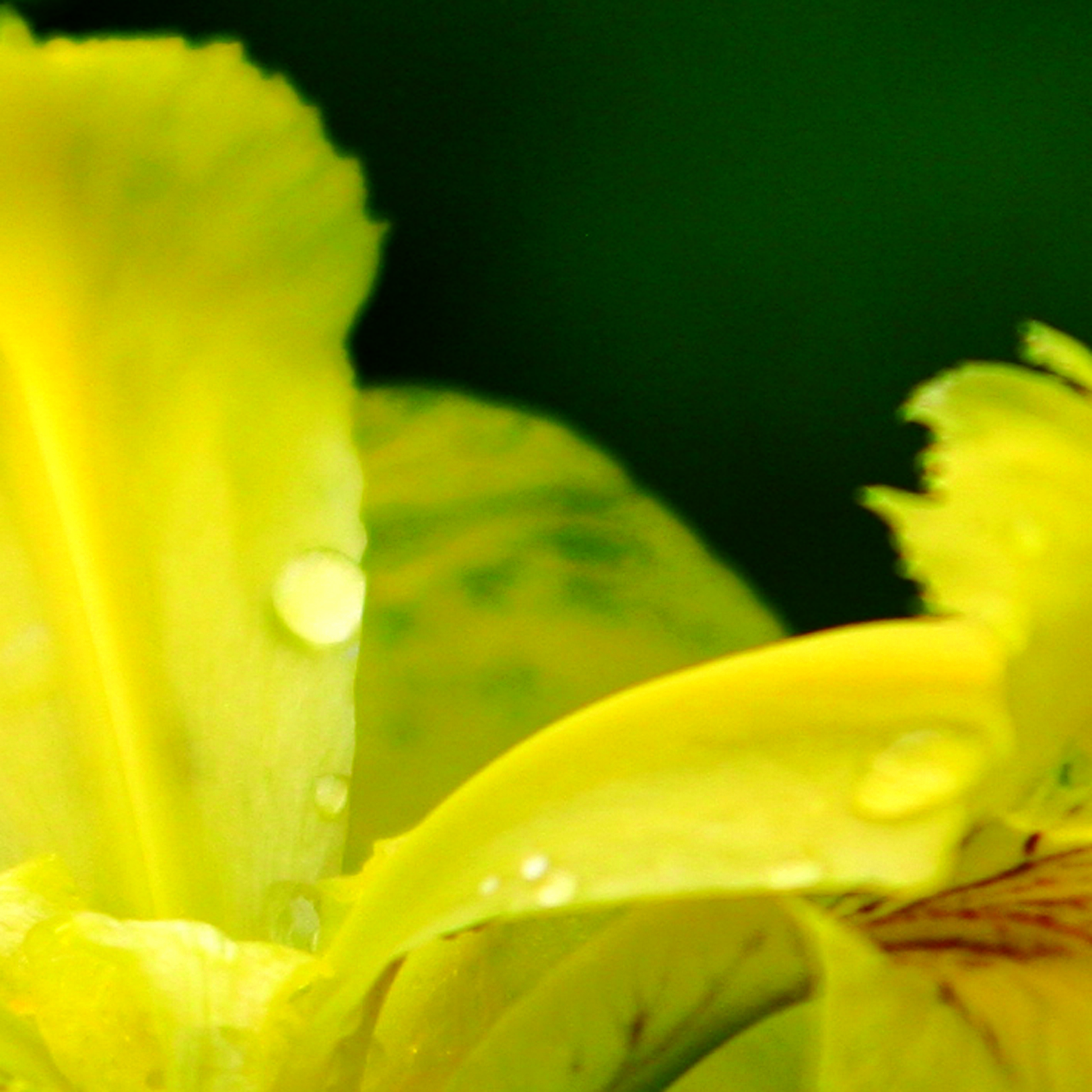 Goutte24