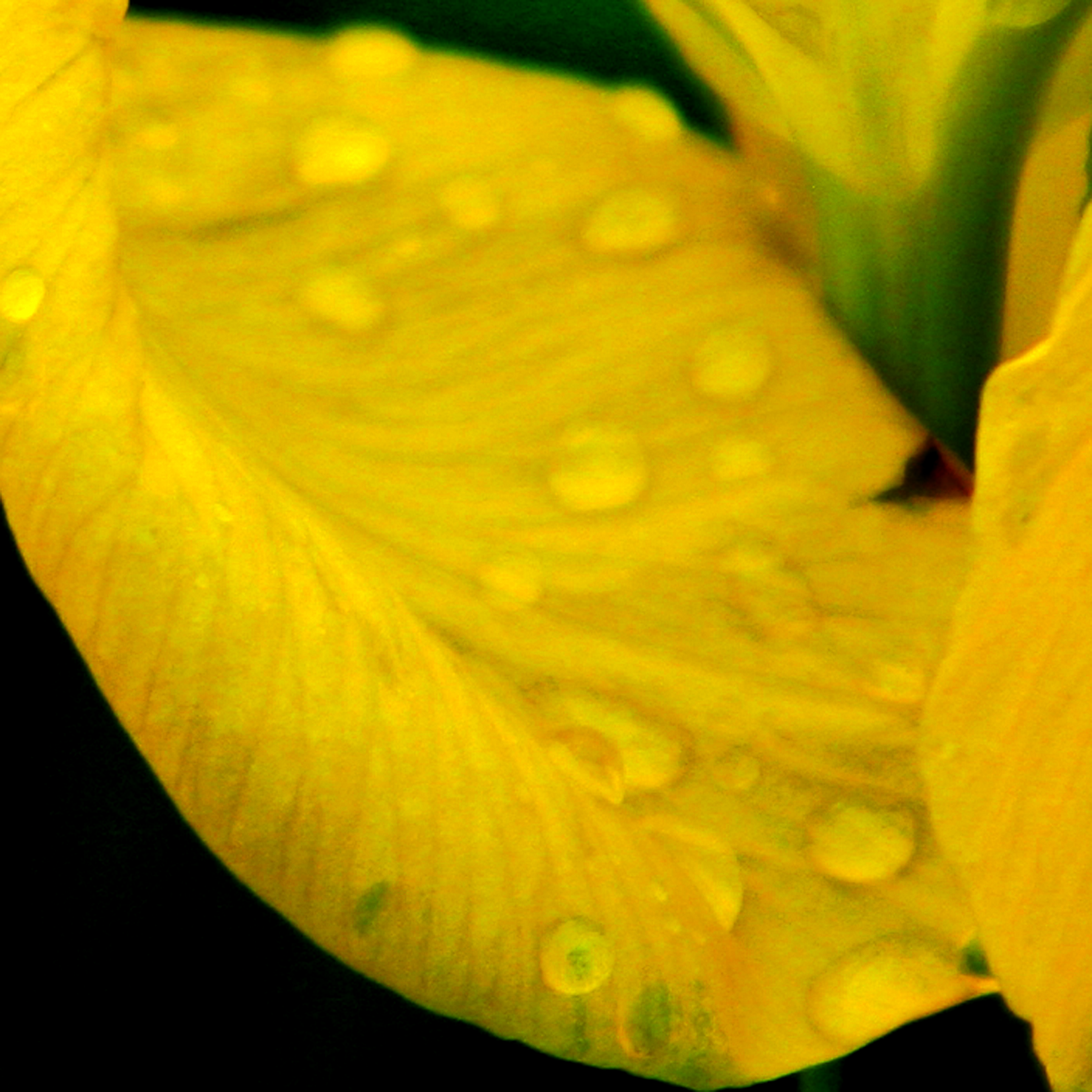 Goutte25