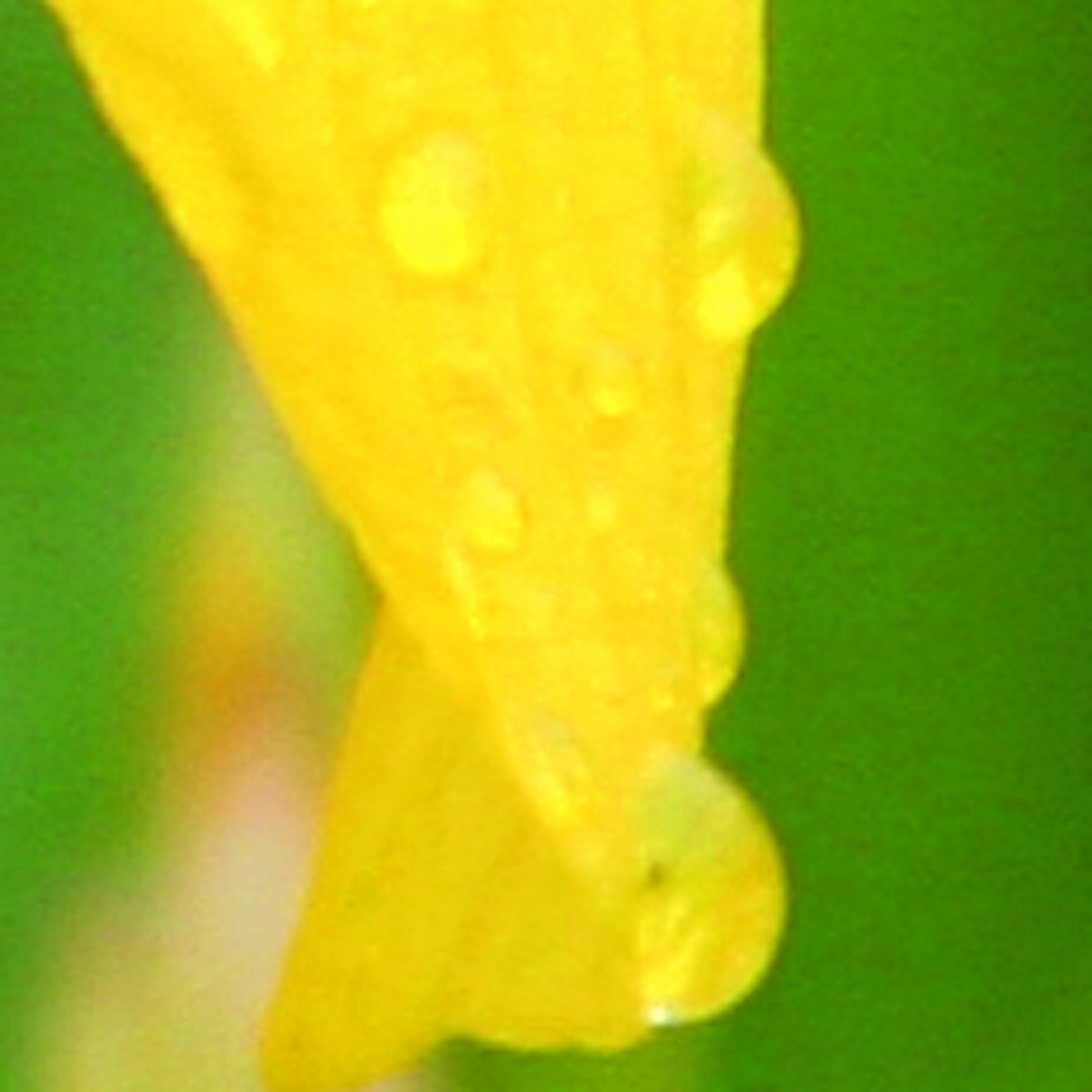 Goutte26