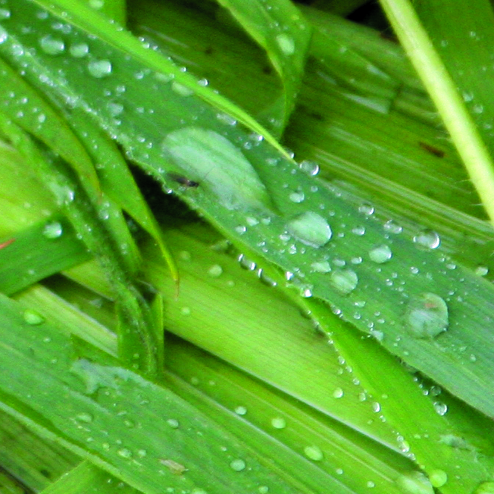 Goutte27