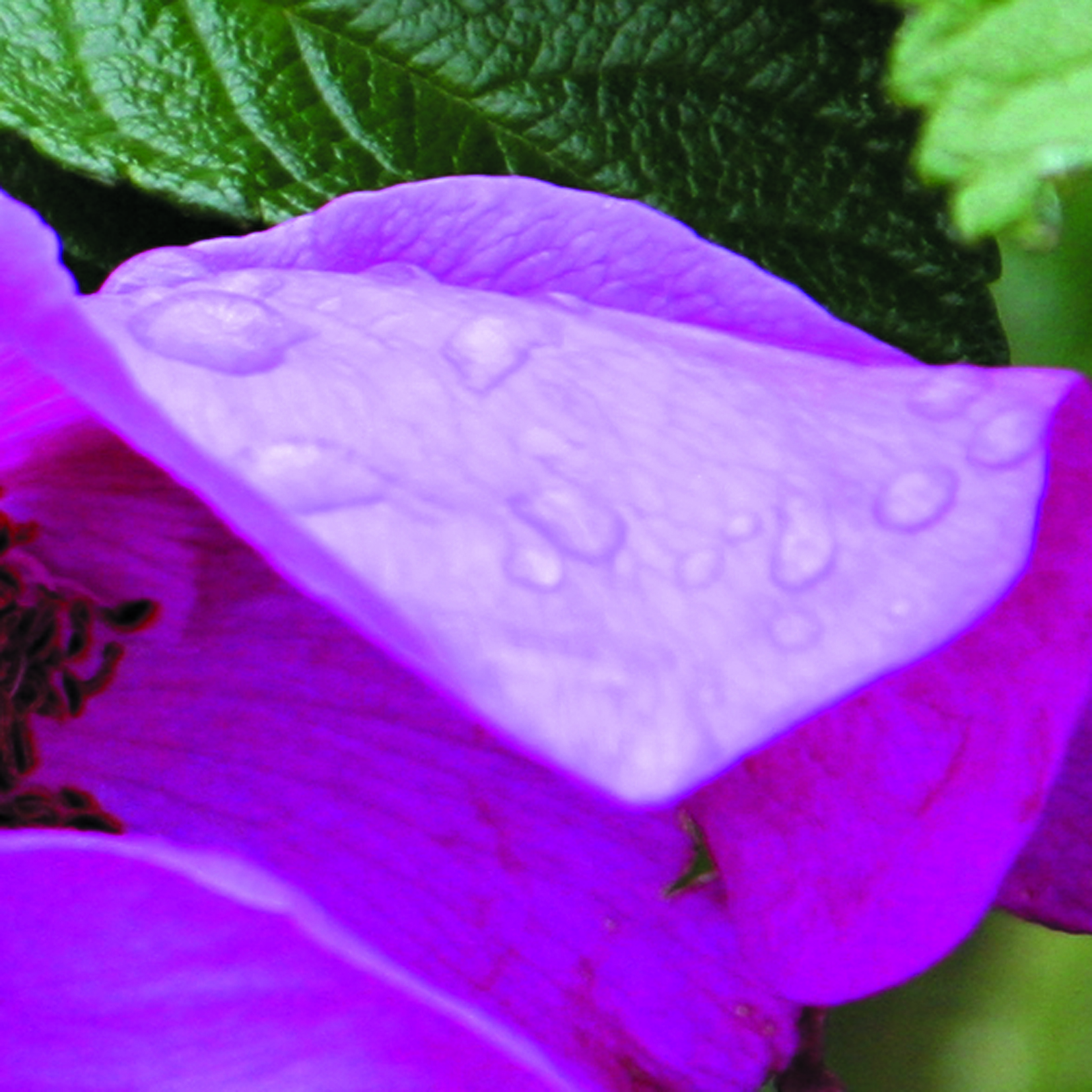 Goutte28