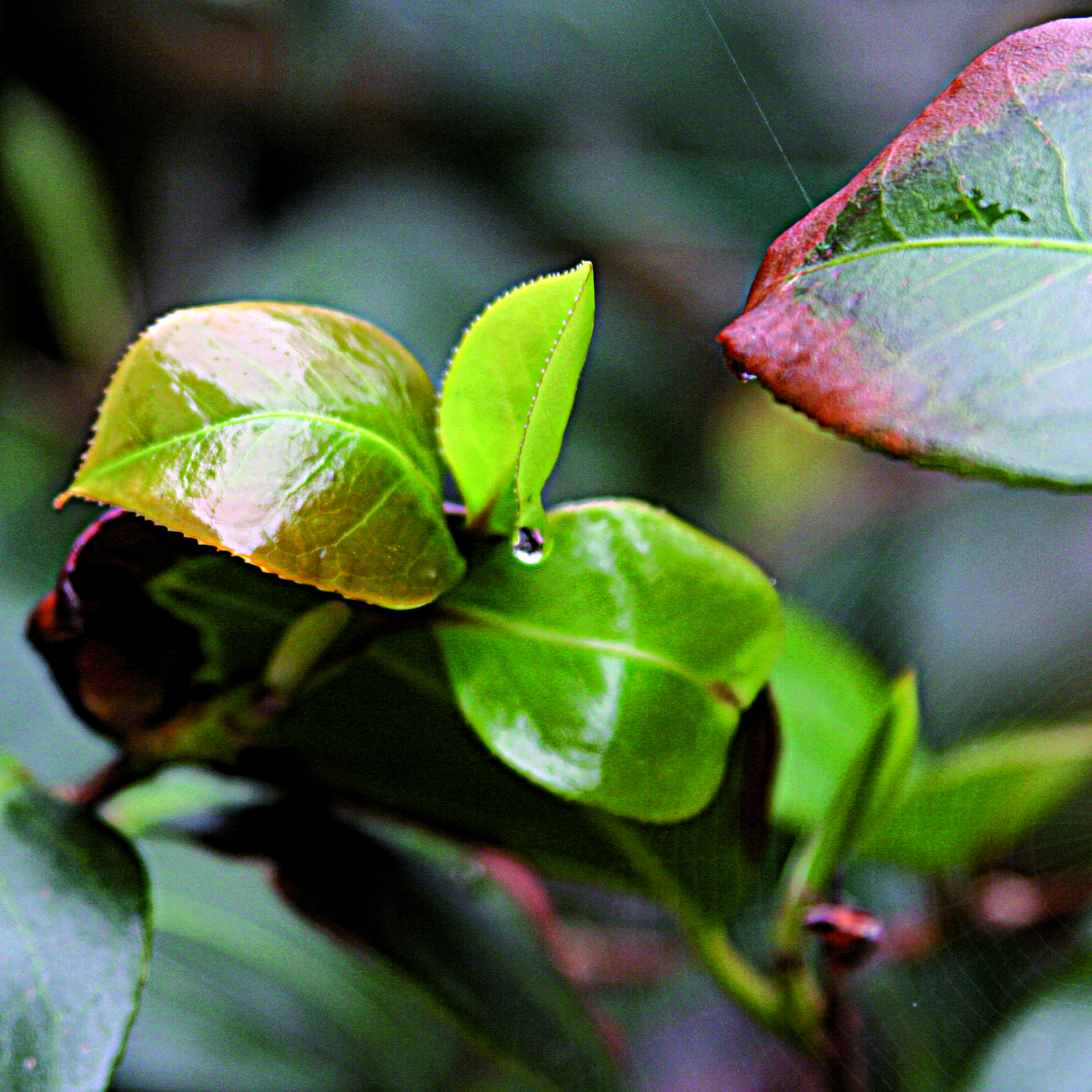 Goutte30