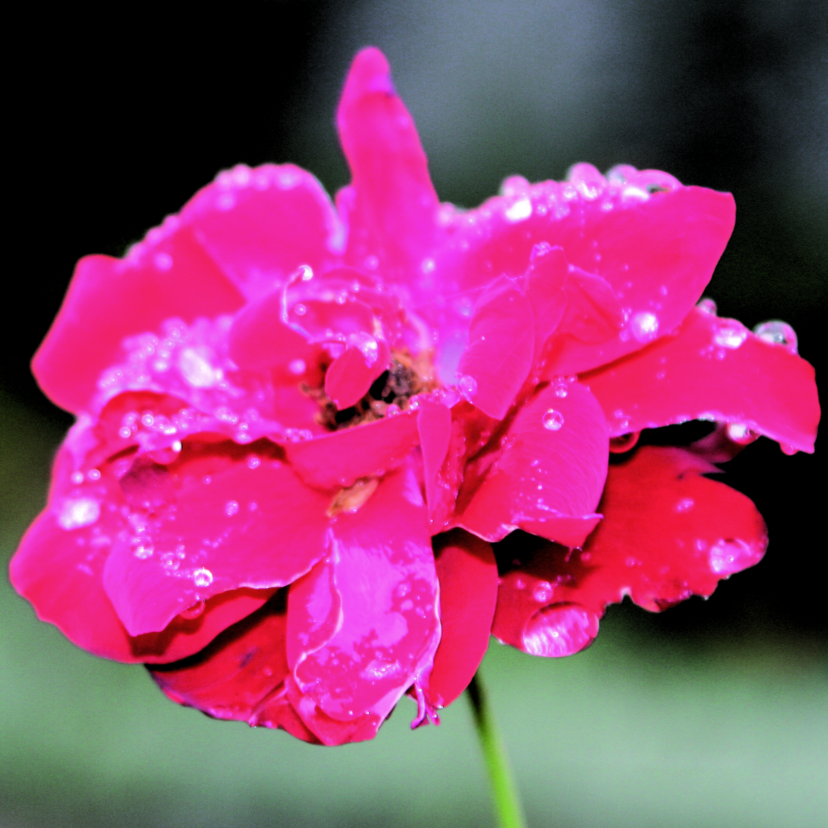 Goutte39