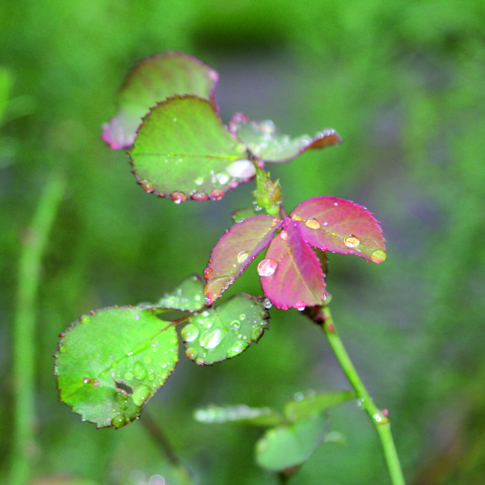 Goutte40