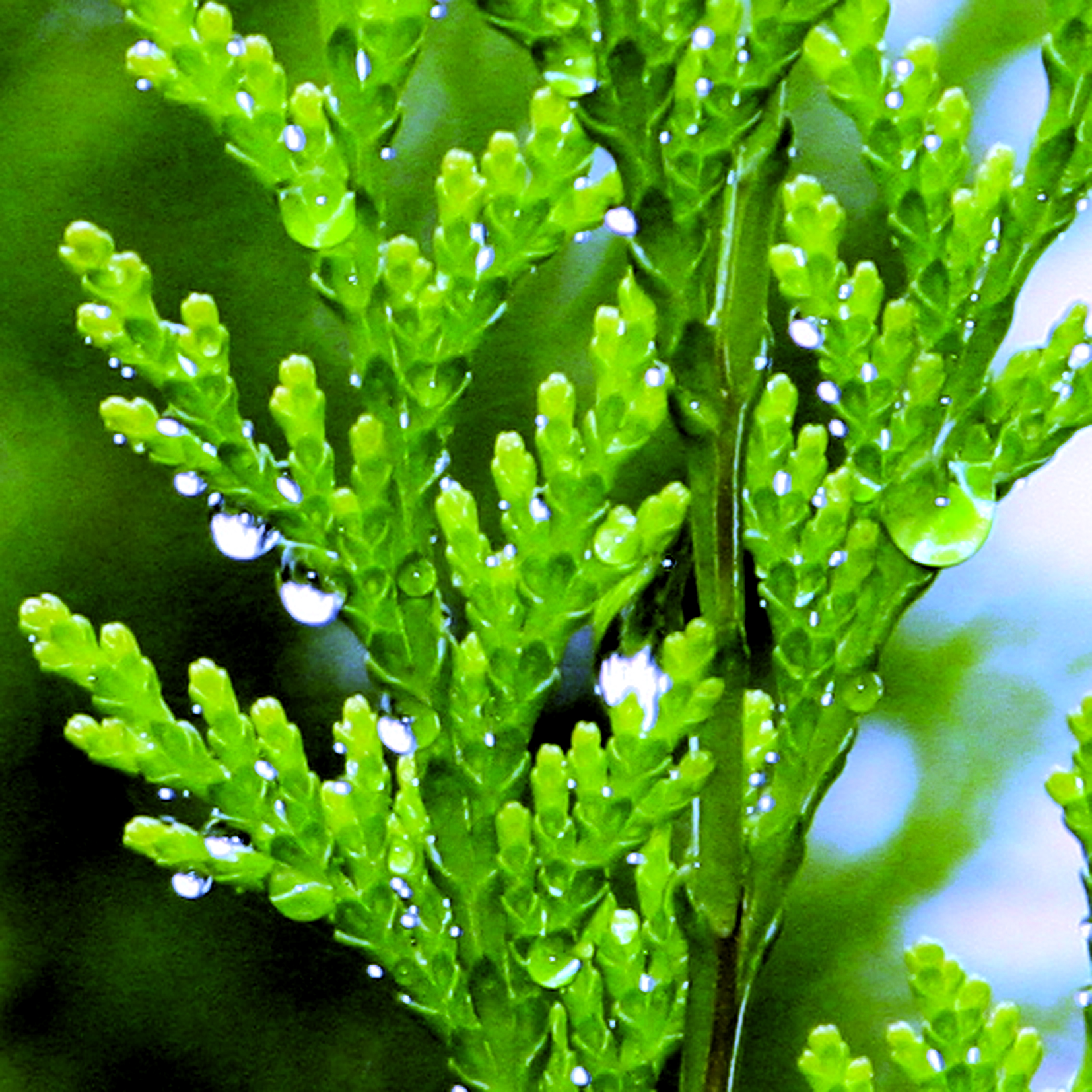 Goutte42