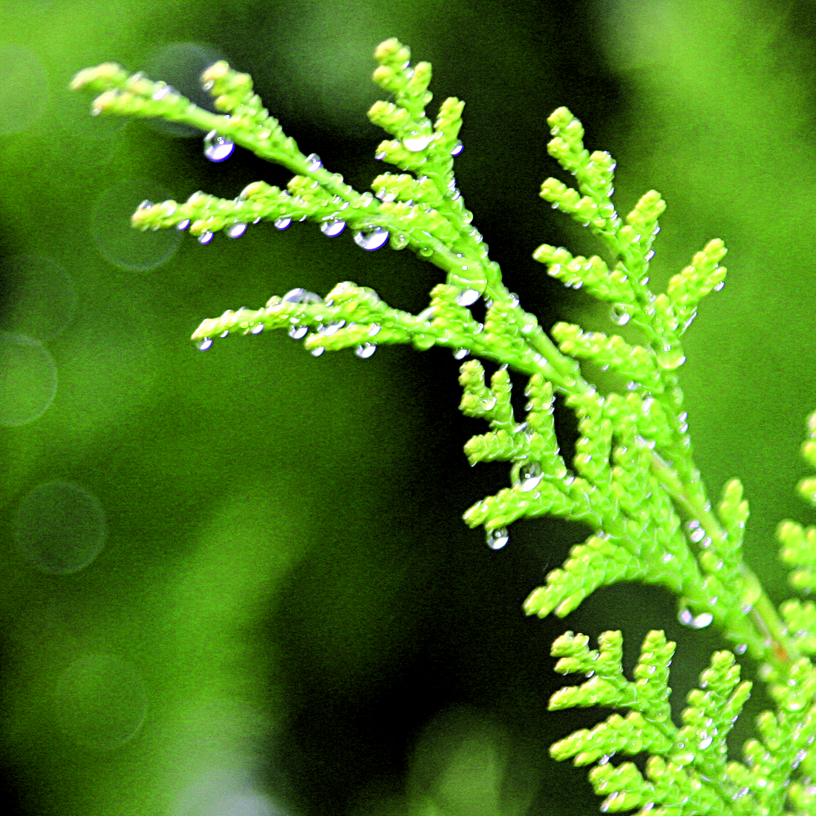 Goutte43