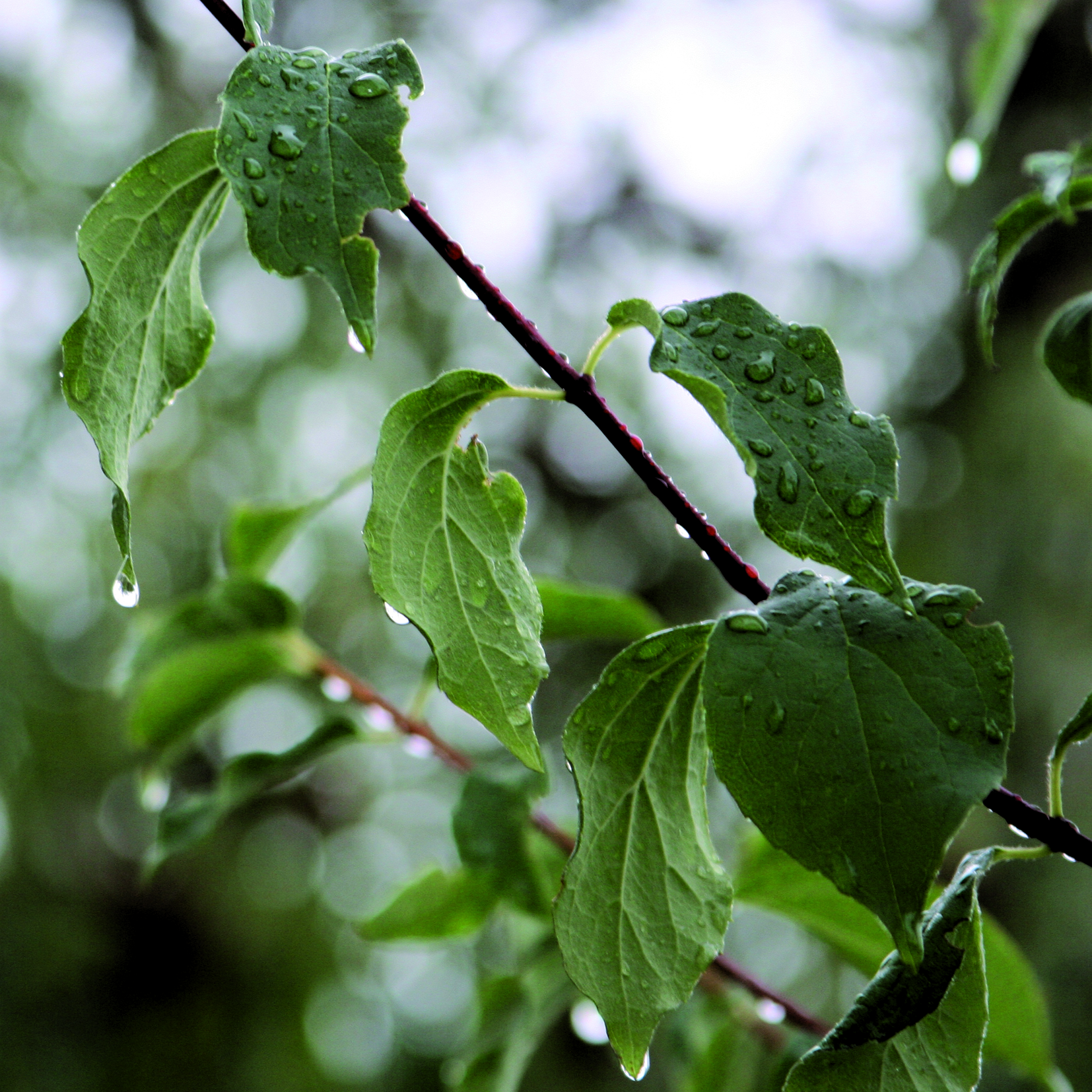 Goutte45
