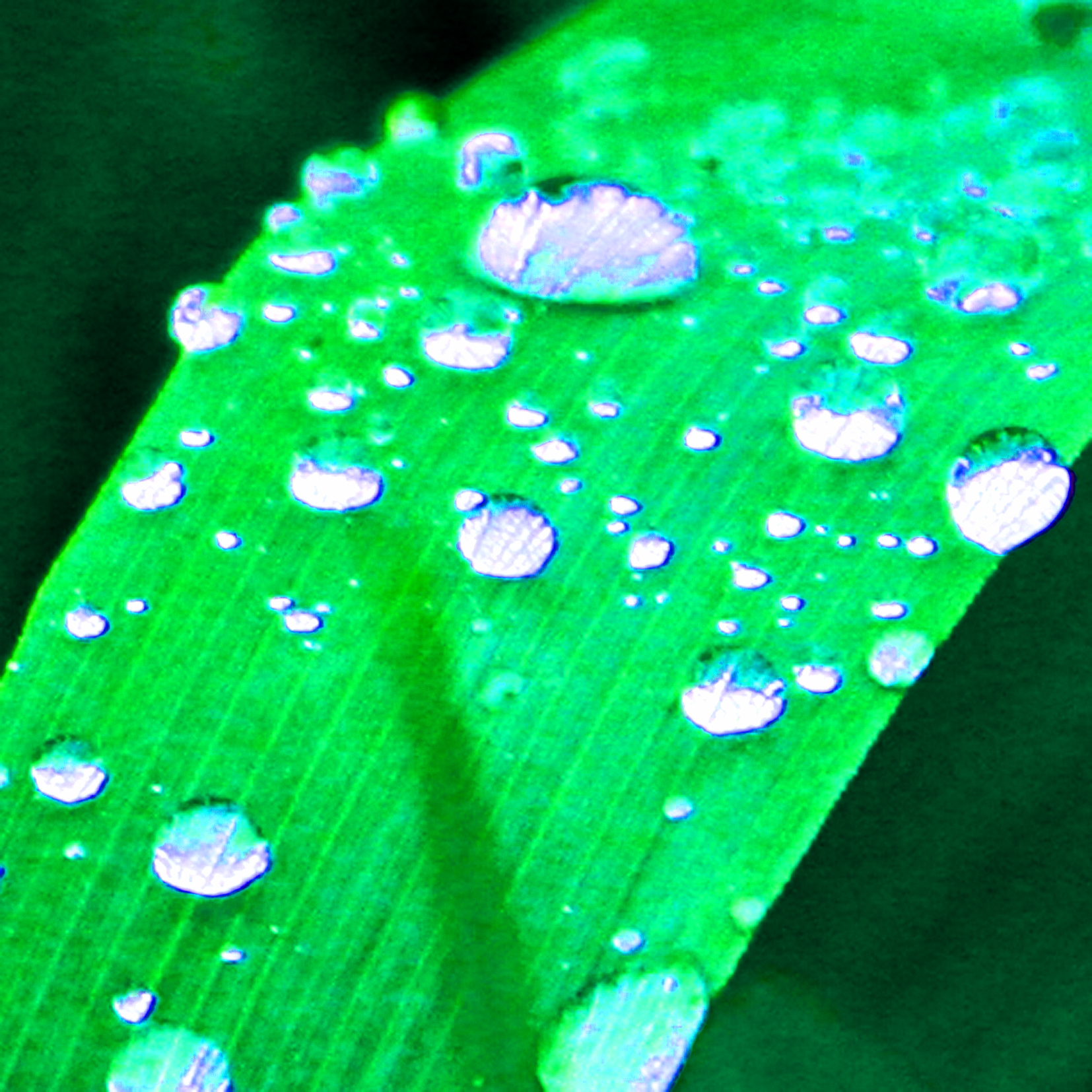 Goutte141