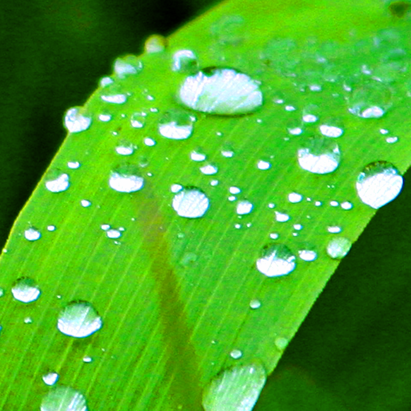 Goutte142