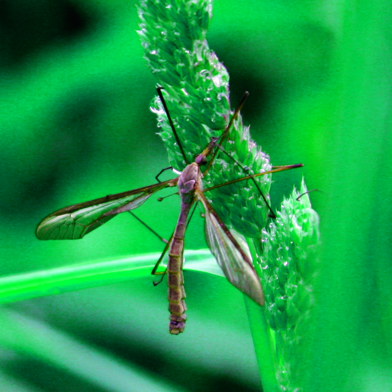 Teinteinsecte