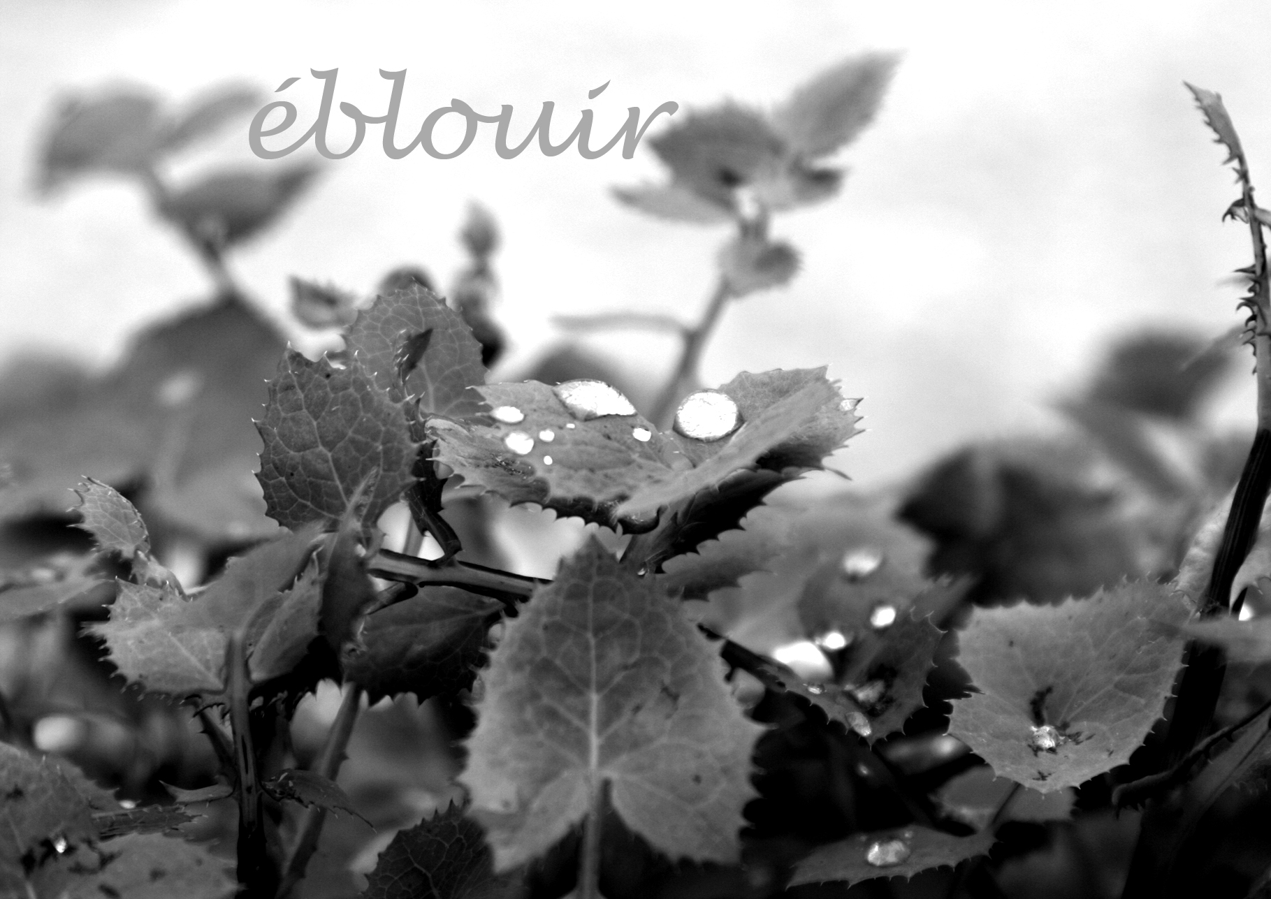 Eblouir