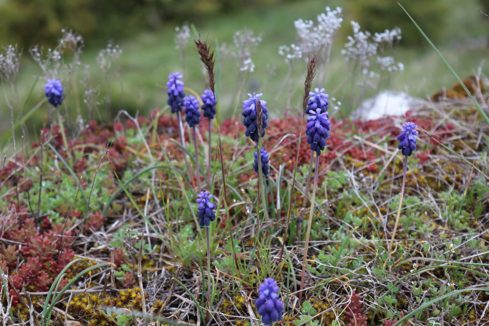 Muscari neglige site