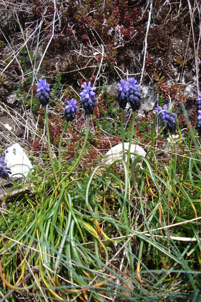 Muscari3