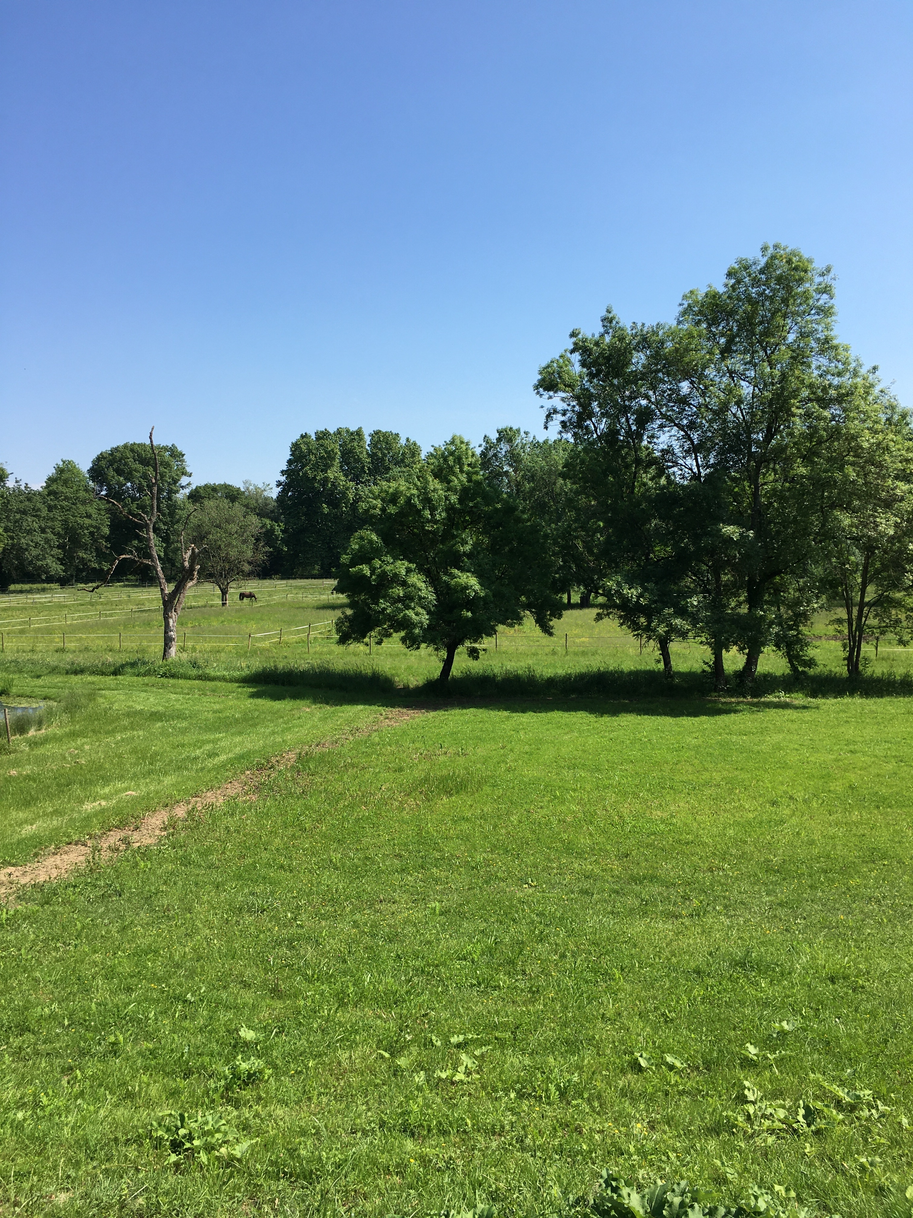 Terrains en herbe