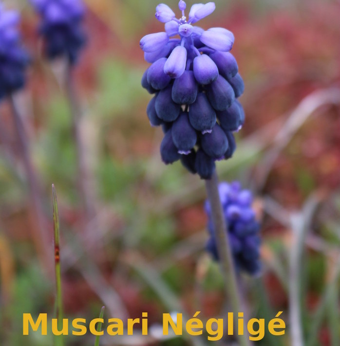 Muscari2