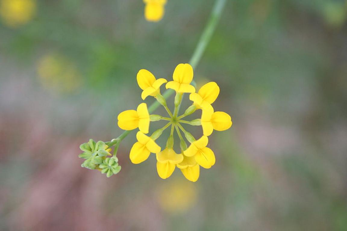 Mini 800px Coronilla minima 2