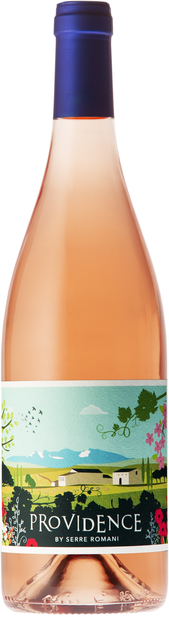 Providence rose-