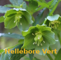 Hellebore-vert-select