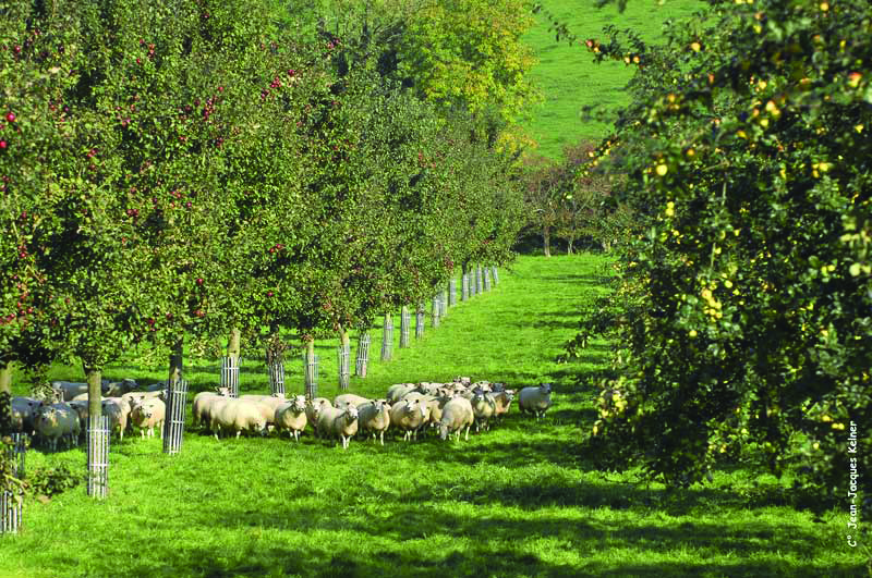 Agroforesterie fruitier pommier mouton