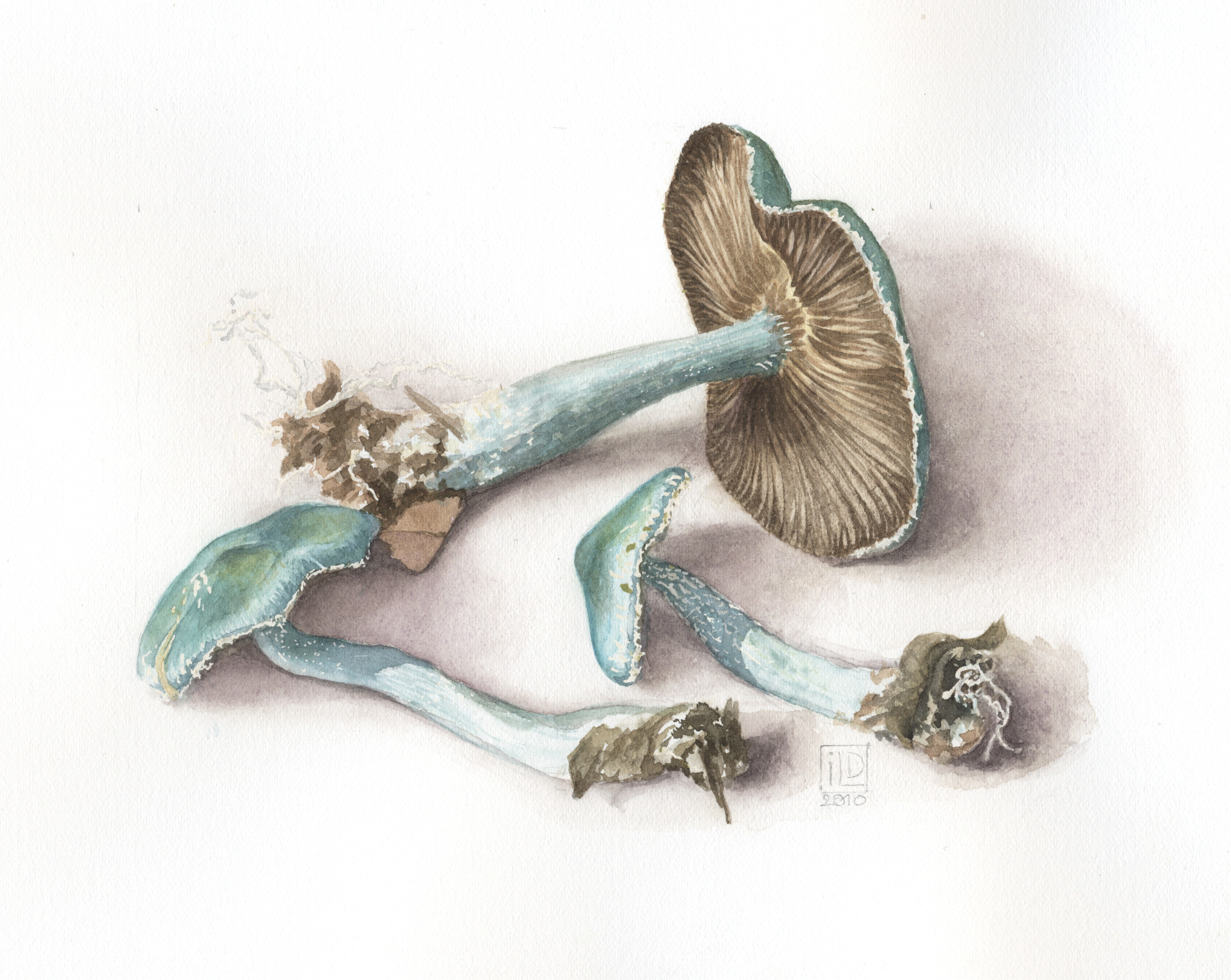 Clitocybe odora16x11