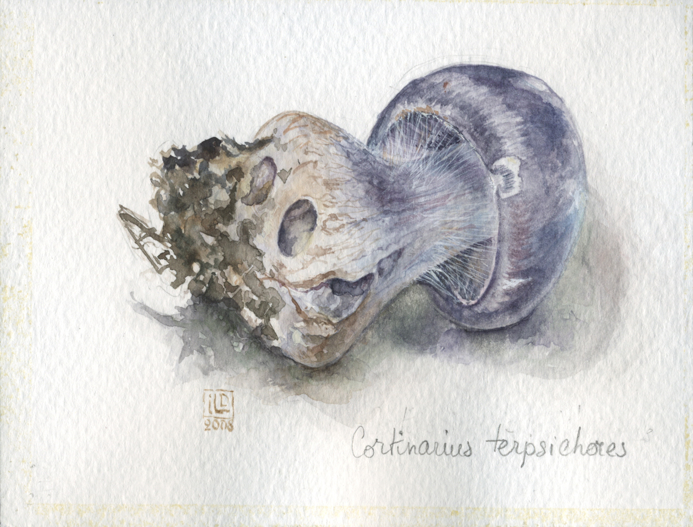 Cortinarius terpsichores12x10