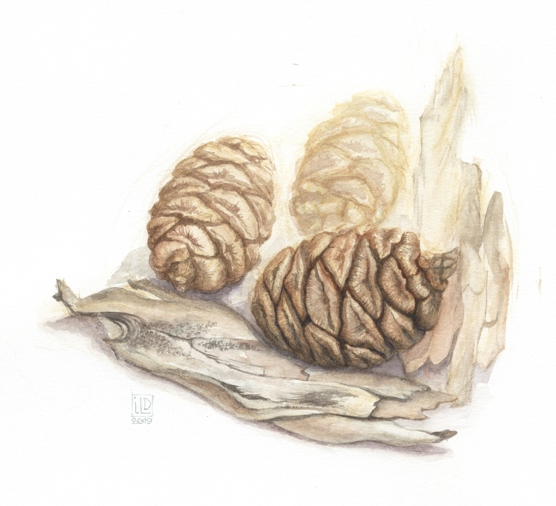 Co nes se quoi a13x12