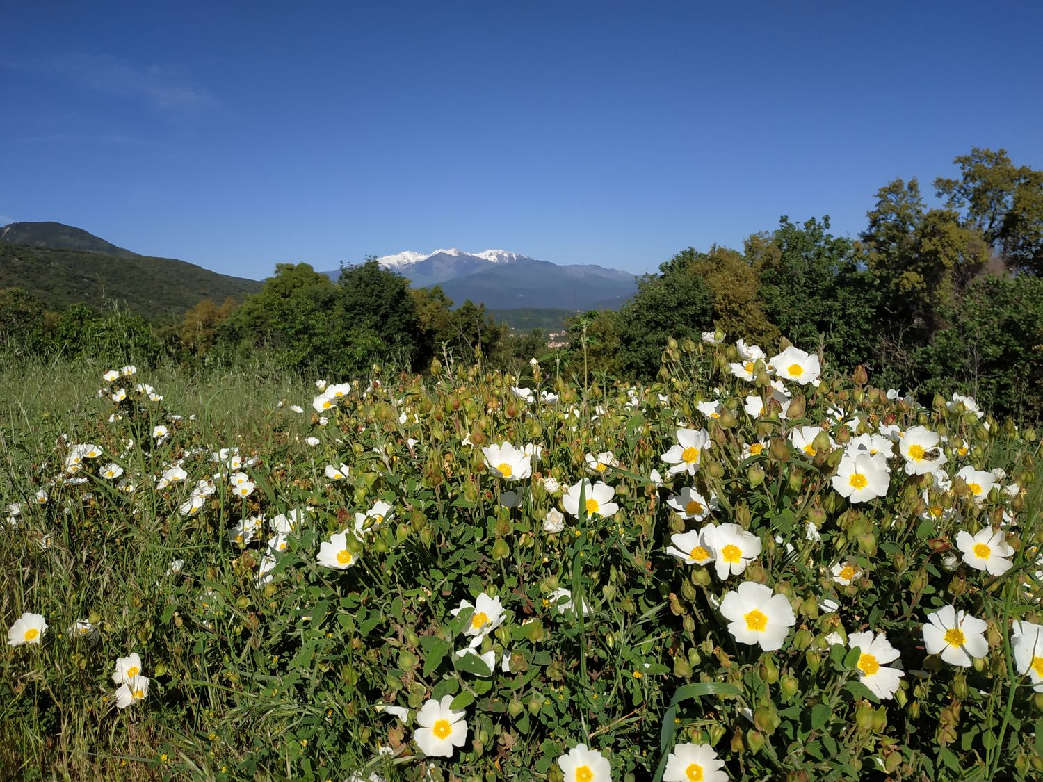 Paysage de campagne