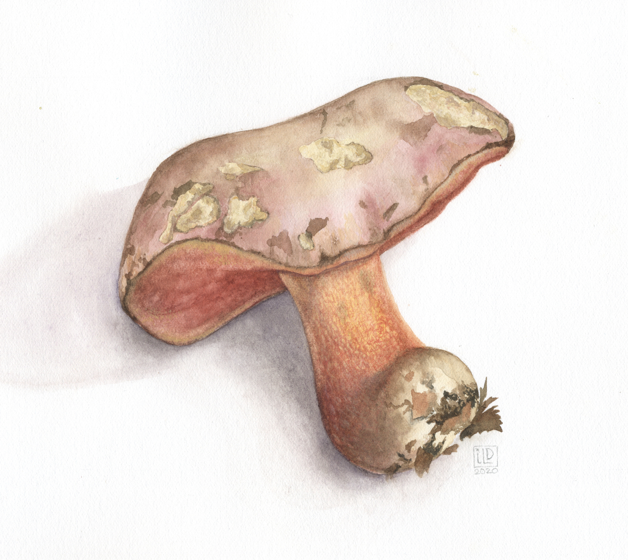 Boletus lupinus18x13