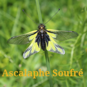 Ascalaphe-soufre-selection