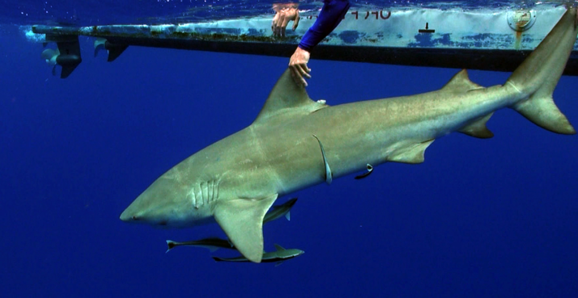 Sur-la-piste-des-requins