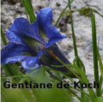 Gentiane-de-Koch-Select