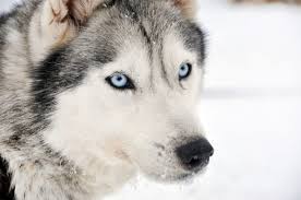 Husky